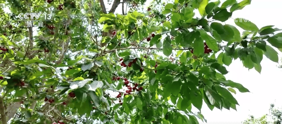 特色产业一派好“丰”光 “花果经济”激活乡村振兴 “新引擎”