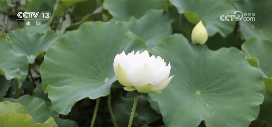 特色产业一派好“丰”光 “花果经济”激活乡村振兴 “新引擎”