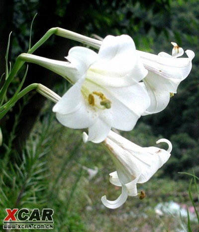 百合币(百合币图片)