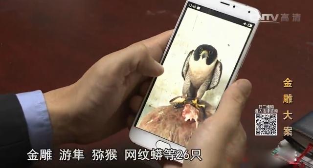 关于揉鸟币的信息
